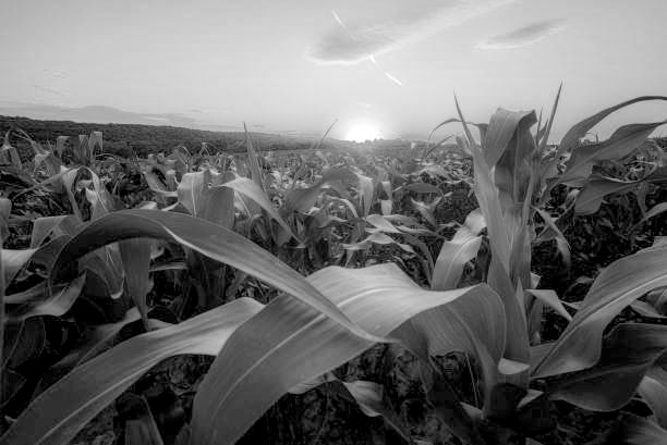cornfield